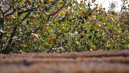 public (10).gif